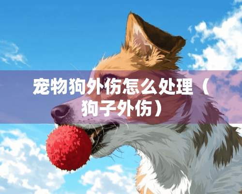 宠物狗外伤怎么处理（狗子外伤）