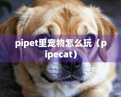 pipet里宠物怎么玩（pipecat）