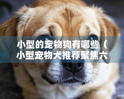 小型的宠物狗有哪些（小型宠物犬推荐聚焦六大热门小型宠物犬狗狗品种）