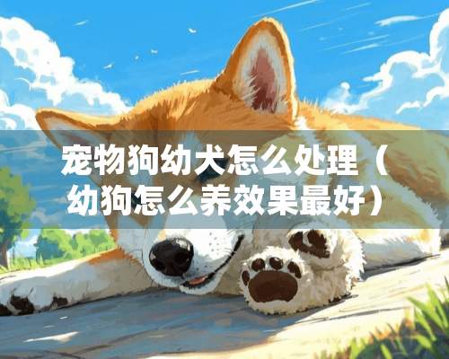 宠物狗幼犬怎么处理（幼狗怎么养效果最好）