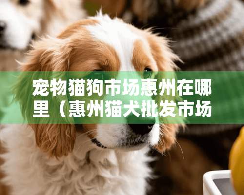 宠物猫狗市场惠州在哪里（惠州猫犬批发市场）