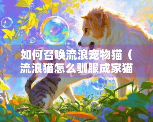 如何召唤流浪宠物猫（流浪猫怎么驯服成家猫）