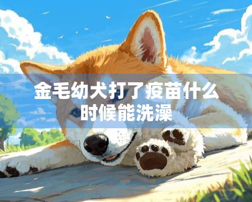 金毛幼犬打了**什么时候能洗澡