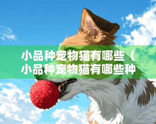 小品种宠物猫有哪些（小品种宠物猫有哪些种类）