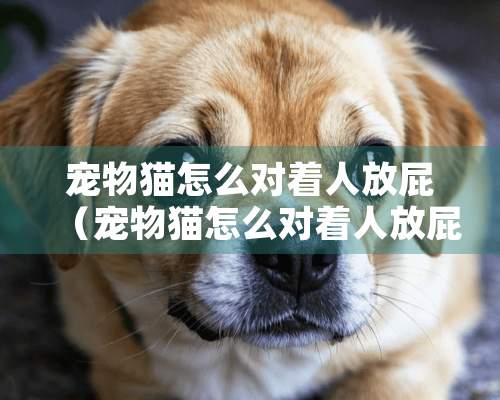 宠物猫怎么对着人放屁（宠物猫怎么对着人放屁视频）