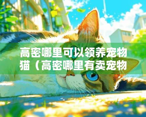 高密哪里可以领养宠物猫（高密哪里有卖宠物的）