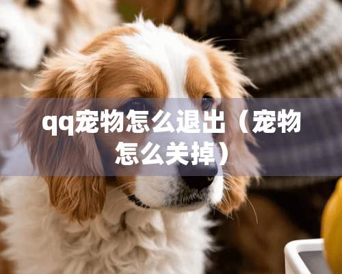 qq宠物怎么退出（宠物怎么关掉）