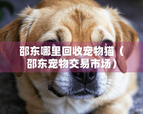 邵东哪里回收宠物猫（邵东宠物交易市场）