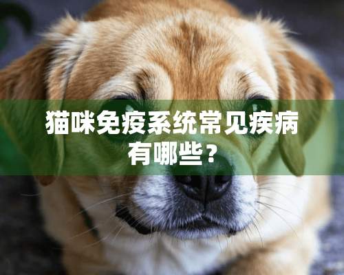 猫咪免疫系统常见疾病有哪些？