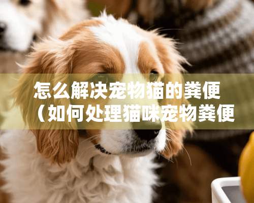 怎么解决宠物猫的粪便（如何处理猫咪宠物粪便）