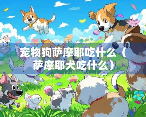 宠物狗萨摩耶吃什么（萨摩耶犬吃什么）