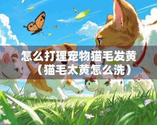 怎么打理宠物猫毛发黄（猫毛太黄怎么洗）