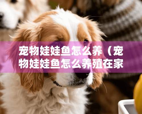 宠物娃娃鱼怎么养（宠物娃娃鱼怎么养殖在家里吃啥）