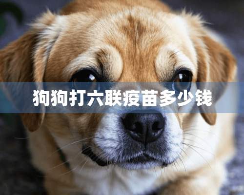 狗狗打六联**多少钱