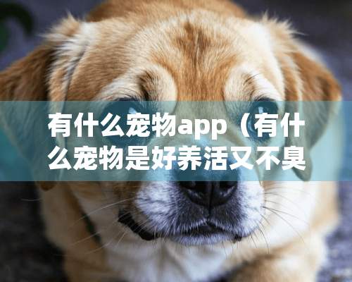 有什么宠物app（有什么宠物是好养活又不臭）