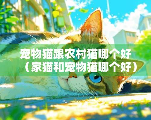 宠物猫跟农村猫哪个好（家猫和宠物猫哪个好）