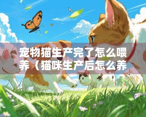 宠物猫生产完了怎么喂养（猫咪生产后怎么养护）