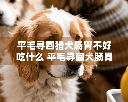 平毛寻回猎犬肠胃不好吃什么 平毛寻回犬肠胃炎吃什么药