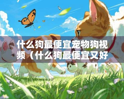 什么狗最便宜宠物狗视频（什么狗最便宜又好看）