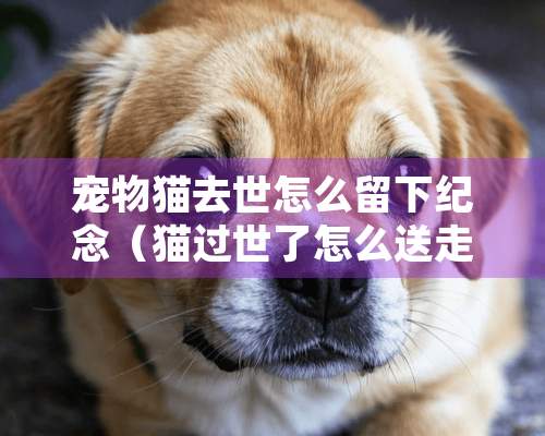 宠物猫去世怎么留下纪念（猫过世了怎么送走）