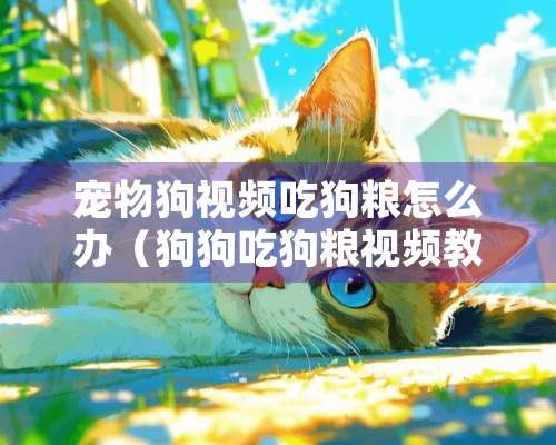 宠物狗视频吃狗粮怎么办（狗狗吃狗粮视频教程）