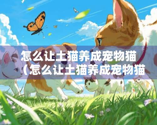 怎么让土猫养成宠物猫（怎么让土猫养成宠物猫的样子）