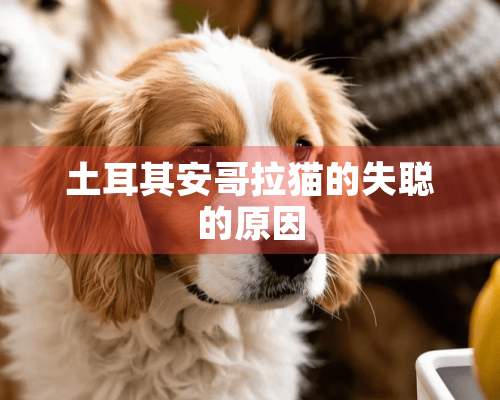 土耳其安哥拉猫的失聪的原因