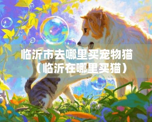 临沂市去哪里买宠物猫（临沂在哪里买猫）