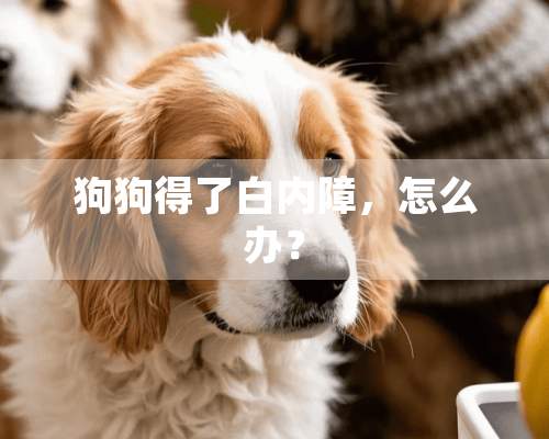 狗狗得了白内障，怎么办？