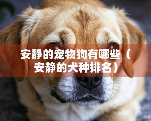 安静的宠物狗有哪些（安静的犬种排名）