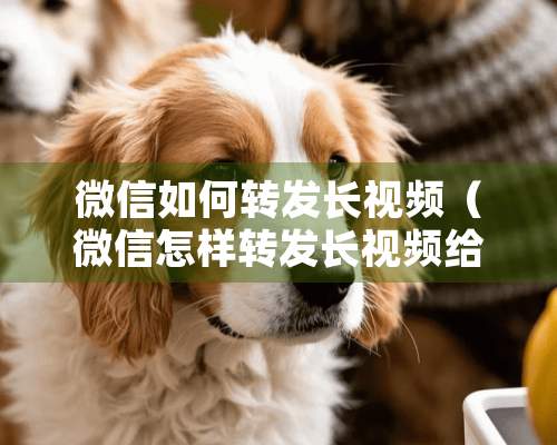 微信如何转发长视频（微信怎样转发长视频给朋友）