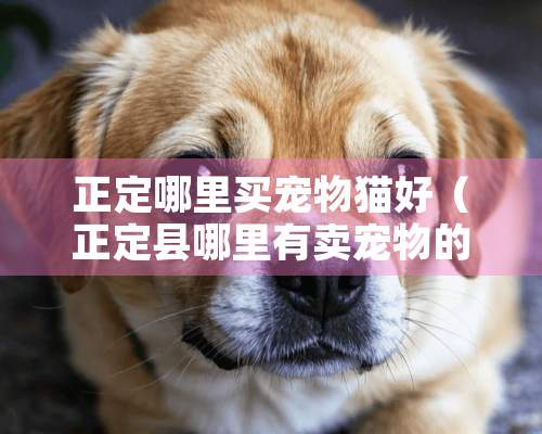 正定哪里买宠物猫好（正定县哪里有卖宠物的）