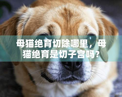 母猫绝育切除哪里，母猫绝育是切子宫吗？