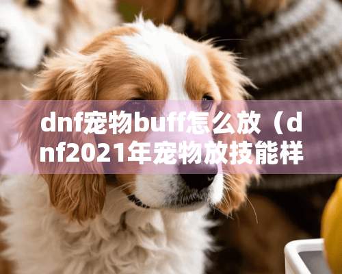 dnf宠物buff怎么放（dnf2021年宠物放技能样子）