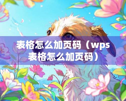 表格怎么加页码（wps表格怎么加页码）