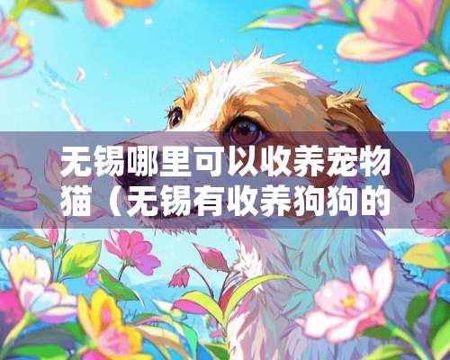 无锡哪里可以收养宠物猫（无锡有收养狗狗的地方吗）