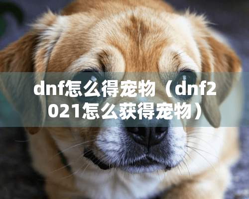 dnf怎么得宠物（dnf2021怎么获得宠物）