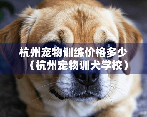 杭州宠物训练价格多少（杭州宠物训犬学校）