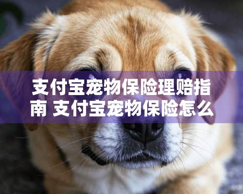 支付宝宠物保险理赔指南 支付宝宠物保险怎么理赔更多