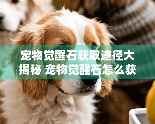 宠物觉醒石获取途径大揭秘 宠物觉醒石怎么获得