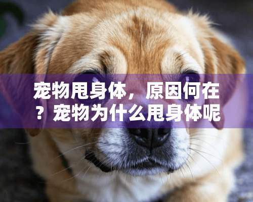 宠物甩身体，原因何在？宠物为什么甩身体呢