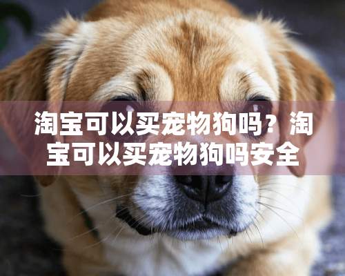 淘宝可以买宠物狗吗？淘宝可以买宠物狗吗安全吗