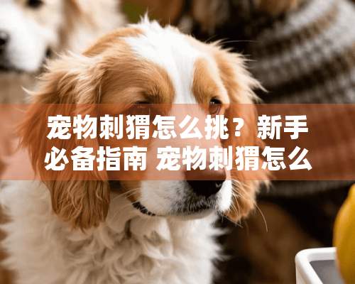 宠物刺猬怎么挑？新手必备指南 宠物刺猬怎么挑