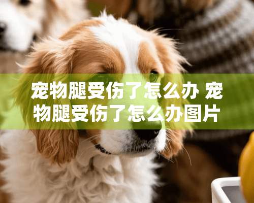 宠物腿受伤了怎么办 宠物腿受伤了怎么办图片