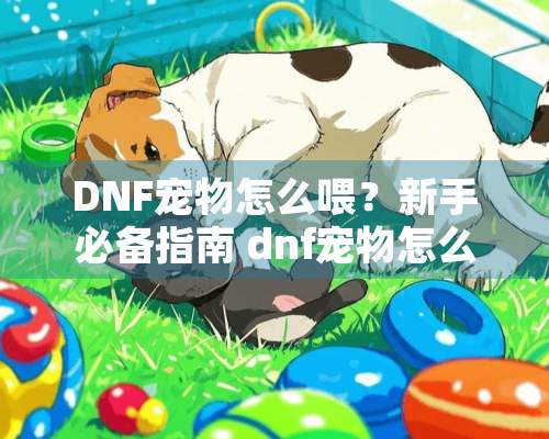 DNF宠物怎么喂？新手必备指南 dnf宠物怎么喂