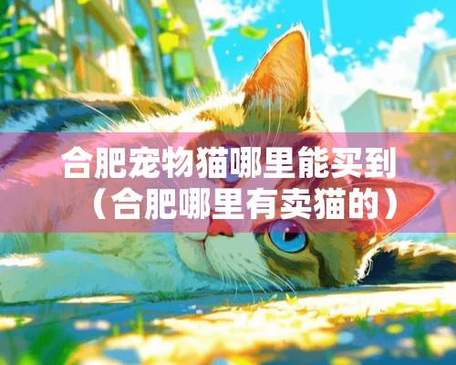 合肥宠物猫哪里能买到（合肥哪里有卖猫的）