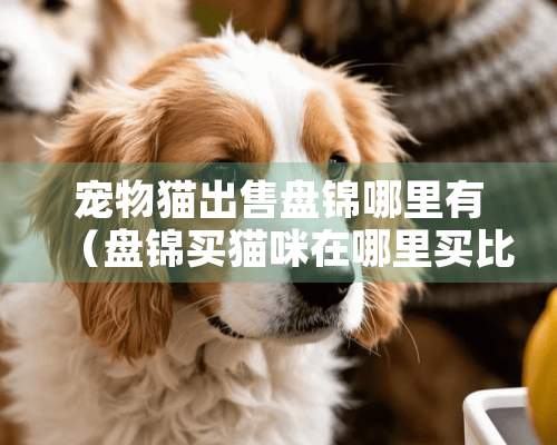 宠物猫出售盘锦哪里有（盘锦买猫咪在哪里买比较好）