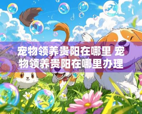 宠物领养贵阳在哪里 宠物领养贵阳在哪里办理