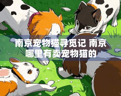 南京宠物猫寻觅记 南京哪里有卖宠物猫的