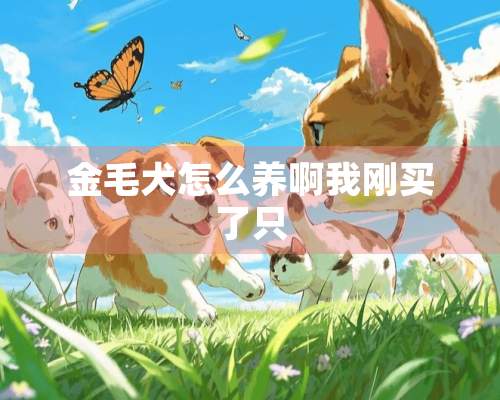 金毛犬怎么养啊我刚买了只